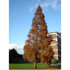 Метасеквоя гліптостробусовидна | Metasequoia glyptostroboides | Метасеквоя глиптостробусовая