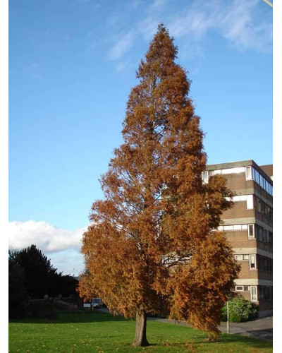Метасеквоя гліптостробусовидна | Metasequoia glyptostroboides | Метасеквоя глиптостробусовая