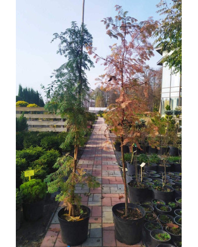 Метасеквоя гліптостробусовидна | Metasequoia glyptostroboides | Метасеквоя глиптостробусовая