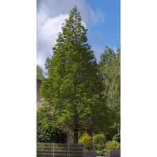 Метасеквоя гліптостробусовидна | Metasequoia glyptostroboides | Метасеквоя глиптостробусовая