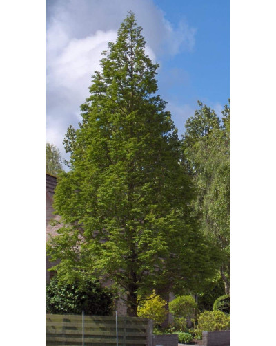Метасеквоя гліптостробусовидна | Metasequoia glyptostroboides | Метасеквоя глиптостробусовая