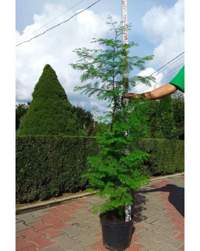 Метасеквоя гліптостробусовидна | Metasequoia glyptostroboides | Метасеквоя глиптостробусовая