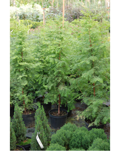 Метасеквоя гліптостробусовидна | Metasequoia glyptostroboides | Метасеквоя глиптостробусовая