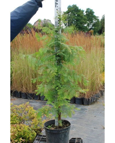 Метасеквоя гліптостробусовидна | Metasequoia glyptostroboides | Метасеквоя глиптостробусовая