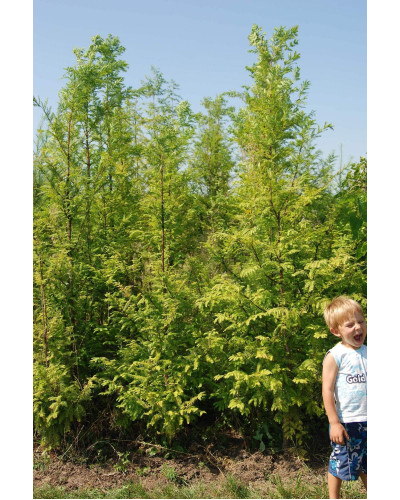 Метасеквоя гліптостробусовидна | Metasequoia glyptostroboides | Метасеквоя глиптостробусовая
