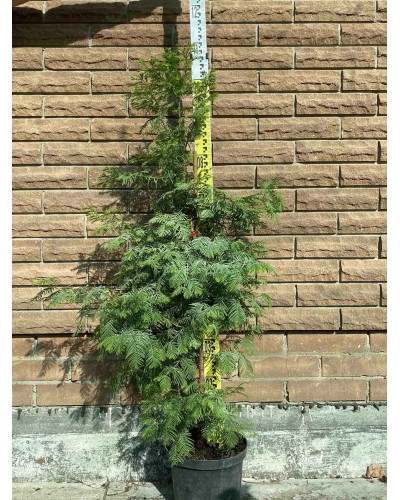 Метасеквоя гліптостробусовидна | Metasequoia glyptostroboides | Метасеквоя глиптостробусовая