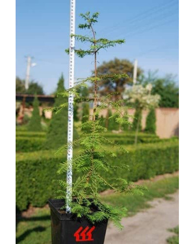 Метасеквоя гліптостробусовидна | Metasequoia glyptostroboides | Метасеквоя глиптостробусовая
