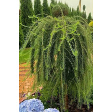 Модрина європейська Пендула | Larix decidua Pendula | Лиственница европейская Пендула