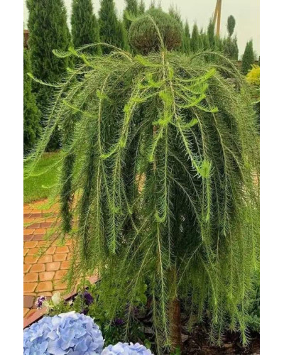 Модрина європейська Пендула | Larix decidua Pendula | Лиственница европейская Пендула