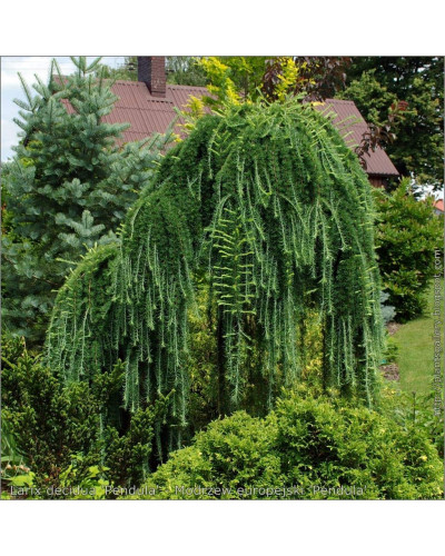 Модрина європейська Пендула | Larix decidua Pendula | Лиственница европейская Пендула