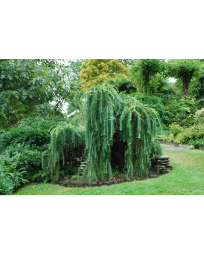 Модрина європейська Пендула | Larix decidua Pendula | Лиственница европейская Пендула