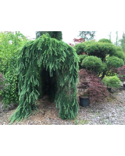 Модрина європейська Пендула | Larix decidua Pendula | Лиственница европейская Пендула