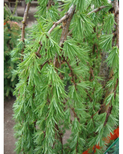 Модрина європейська Пендула | Larix decidua Pendula | Лиственница европейская Пендула