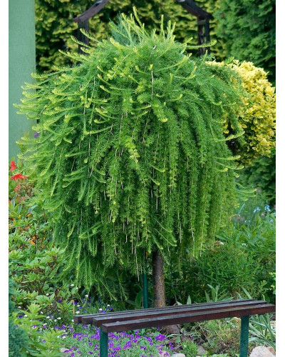 Модрина європейська Пендула | Larix decidua Pendula | Лиственница европейская Пендула