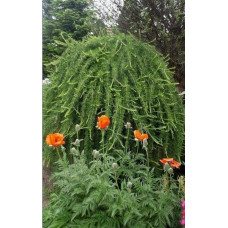 Модрина європейська Пендула | Larix decidua Pendula | Лиственница европейская Пендула