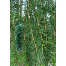 Модрина європейська Пендула | Larix decidua Pendula | Лиственница европейская Пендула