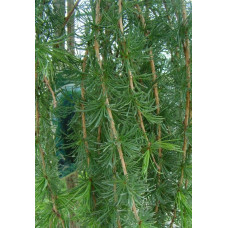 Модрина європейська Пендула | Larix decidua Pendula | Лиственница европейская Пендула