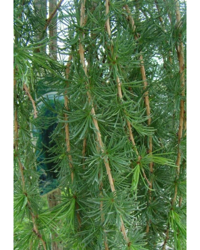 Модрина європейська Пендула | Larix decidua Pendula | Лиственница европейская Пендула