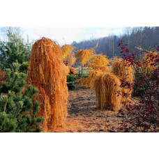 Модрина європейська Пендула | Larix decidua Pendula | Лиственница европейская Пендула