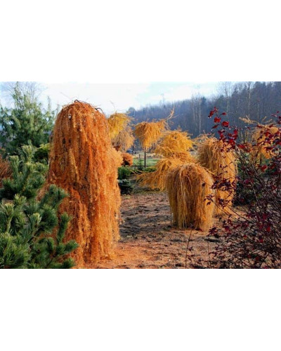 Модрина європейська Пендула | Larix decidua Pendula | Лиственница европейская Пендула