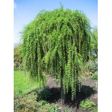 Модрина європейська Пендула | Larix decidua Pendula | Лиственница европейская Пендула