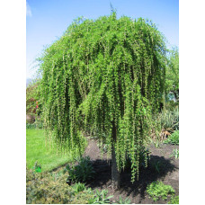 Модрина європейська Пендула | Larix decidua Pendula | Лиственница европейская Пендула