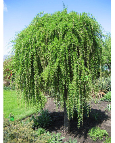 Модрина європейська Пендула | Larix decidua Pendula | Лиственница европейская Пендула