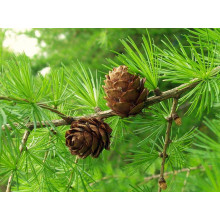 Модрина європейська Пендула | Larix decidua Pendula | Лиственница европейская Пендула