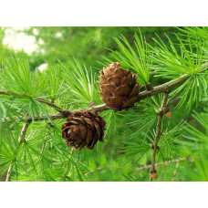 Модрина європейська Пендула | Larix decidua Pendula | Лиственница европейская Пендула