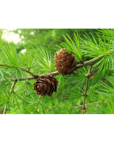 Модрина європейська Пендула | Larix decidua Pendula | Лиственница европейская Пендула