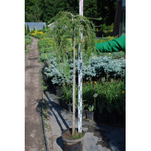 Модрина європейська Пендула | Larix decidua Pendula | Лиственница европейская Пендула
