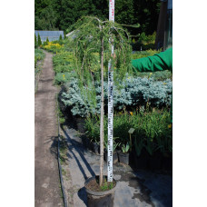 Модрина європейська Пендула | Larix decidua Pendula | Лиственница европейская Пендула