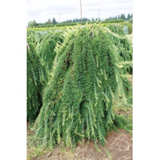 Модрина європейська Пендула | Larix decidua Pendula | Лиственница европейская Пендула