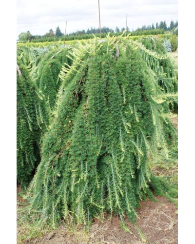 Модрина європейська Пендула | Larix decidua Pendula | Лиственница европейская Пендула