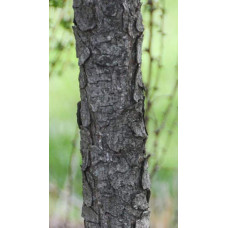 Модрина європейська Пендула | Larix decidua Pendula | Лиственница европейская Пендула
