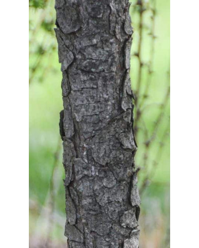 Модрина європейська Пендула | Larix decidua Pendula | Лиственница европейская Пендула