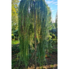 Модрина європейська Репенс на штамбі | Larix decidua Repens on shtambe | Лиственница европейская Репенс на штамбе