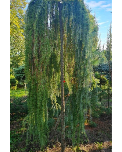 Модрина європейська Репенс на штамбі | Larix decidua Repens on shtambe | Лиственница европейская Репенс на штамбе