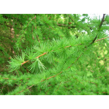Модрина європейська Репенс на штамбі | Larix decidua Repens on shtambe | Лиственница европейская Репенс на штамбе