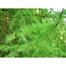 Модрина європейська Репенс на штамбі | Larix decidua Repens on shtambe | Лиственница европейская Репенс на штамбе