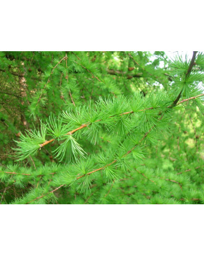 Модрина європейська Репенс на штамбі | Larix decidua Repens on shtambe | Лиственница европейская Репенс на штамбе