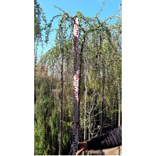 Модрина європейська Репенс на штамбі | Larix decidua Repens on shtambe | Лиственница европейская Репенс на штамбе