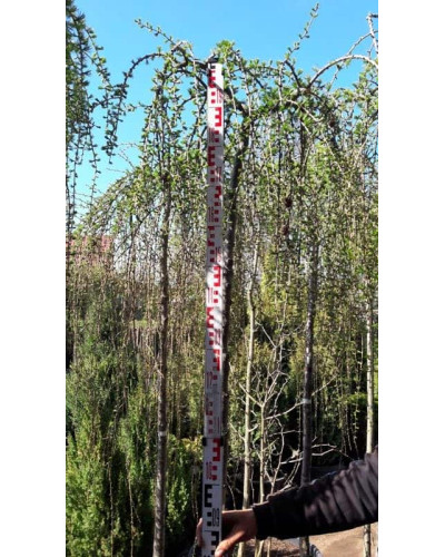 Модрина європейська Репенс на штамбі | Larix decidua Repens on shtambe | Лиственница европейская Репенс на штамбе
