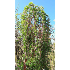 Модрина європейська Репенс на штамбі | Larix decidua Repens on shtambe | Лиственница европейская Репенс на штамбе