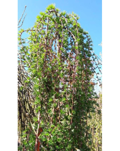Модрина європейська Репенс на штамбі | Larix decidua Repens on shtambe | Лиственница европейская Репенс на штамбе