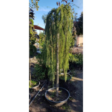 Модрина європейська Репенс на штамбі | Larix decidua Repens on shtambe | Лиственница европейская Репенс на штамбе