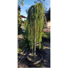 Модрина європейська Репенс на штамбі | Larix decidua Repens on shtambe | Лиственница европейская Репенс на штамбе