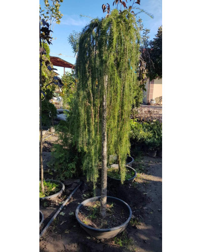 Модрина європейська Репенс на штамбі | Larix decidua Repens on shtambe | Лиственница европейская Репенс на штамбе