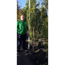 Модрина європейська Репенс на штамбі | Larix decidua Repens on shtambe | Лиственница европейская Репенс на штамбе