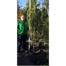Модрина європейська Репенс на штамбі | Larix decidua Repens on shtambe | Лиственница европейская Репенс на штамбе